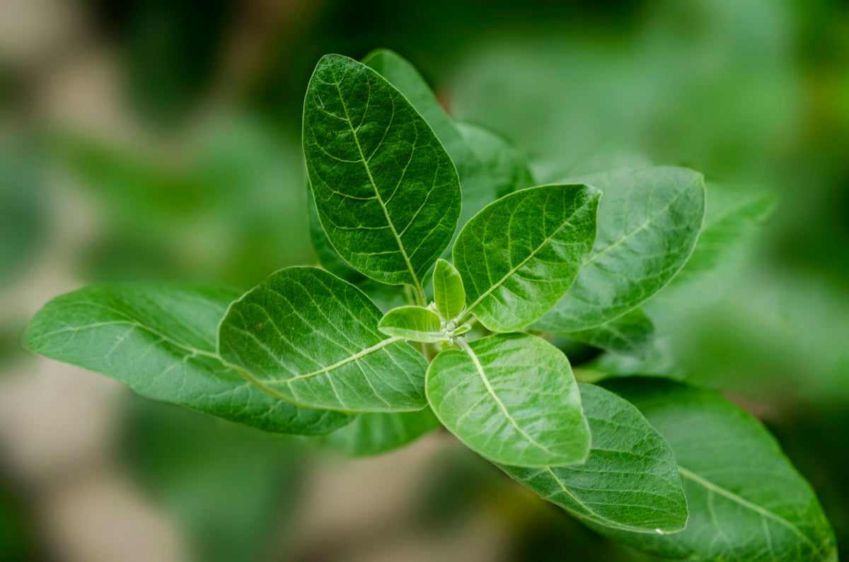 Plant d'ashwagandha (Withania somnifera) aux feuilles vertes